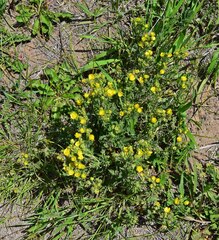 Potentilla pensylvanica