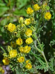 Potentilla pensylvanica