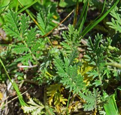 Potentilla pensylvanica