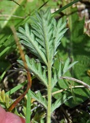 Potentilla pensylvanica
