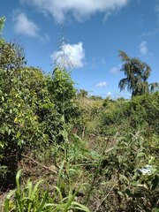 Sorghum × drummondii