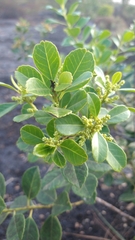 Ilex affinis