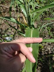 Sorghum × drummondii