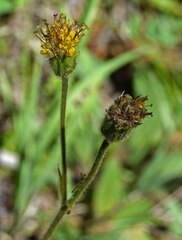 Arnica parryi