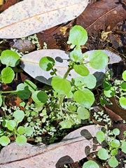 Nasturtium officinale
