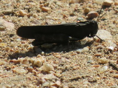 Arphia pseudonietana