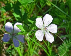 Geranium richardsonii