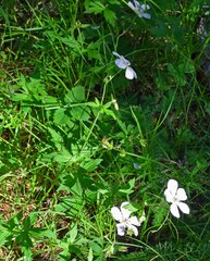 Geranium richardsonii