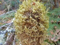 Antitrichia curtipendula