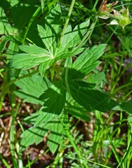Geranium richardsonii