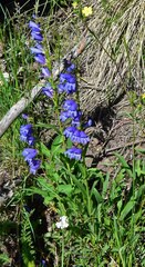 Penstemon strictus