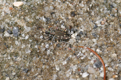 Cicindela oregona