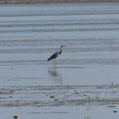 Egretta novaehollandiae novaehollandiae