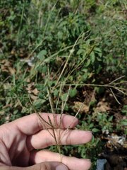 Dichanthium annulatum annulatum