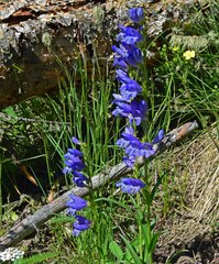 Penstemon strictus