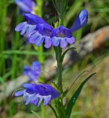 Penstemon strictus