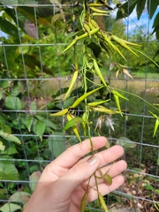 Asclepiadeae