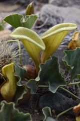 Aristolochia