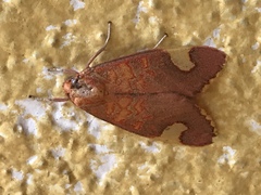 Melese amastris