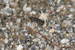 Cicindela oregona
