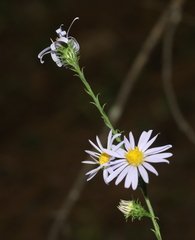 Symphyotrichum anomalum