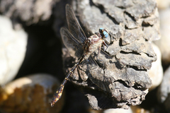 Stylurus olivaceus