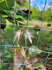 Asclepiadeae