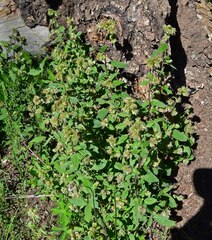 Phacelia heterophylla