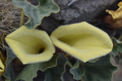 Aristolochia