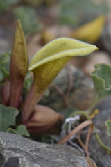 Aristolochia