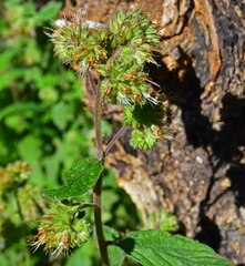 Phacelia heterophylla