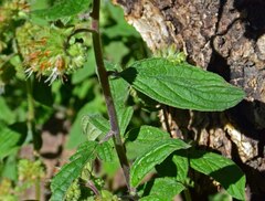 Phacelia heterophylla