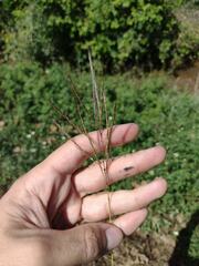 Dichanthium annulatum annulatum
