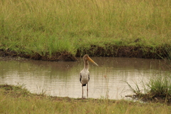 Mycteria ibis