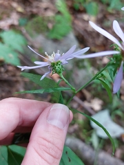 Symphyotrichum retroflexum