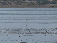 Egretta novaehollandiae novaehollandiae
