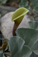 Aristolochia