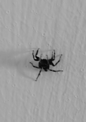 Hasarius adansoni