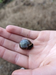 Helminthoglypta stiversiana