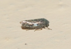 Xestocephalus