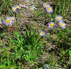 Erigeron eximius