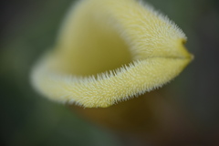 Aristolochia