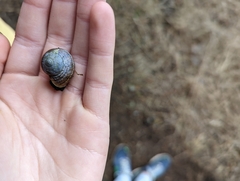 Helminthoglypta stiversiana