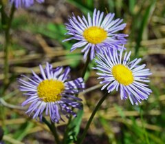 Erigeron eximius