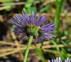Erigeron eximius