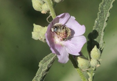 Diadasia