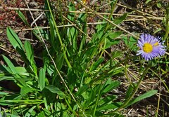 Erigeron eximius