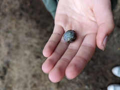 Helminthoglypta stiversiana