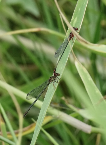 Megalagrion xanthomelas observed 2022-09-25