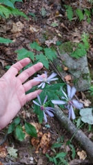 Symphyotrichum retroflexum